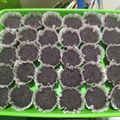 Cooksnap dari hasnawati untuk resep Cup Cake KukusTepung Ketan Hitam