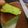 Cooksnap dari Skolastika Erna untuk resep Chiffon Cake Pandan