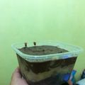 Cooksnap dari meli anti untuk resep Oreo dessert box