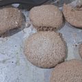 El cooksnap de Belulita cuando hizo Galletitas súper económicas de vainilla y chocolate (sin manteca y con harina común).