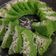 Cooksnap dari Ummu RafaRumaysa untuk resep 152. Bolu Kukus Pandan Keju