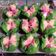 Cooksnap dari ijha latief untuk resep Bolu Kukus Mekar Lembut dan Ringan + TIPS