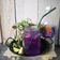 Cooksnap FZ Adzlin semasa beliau membuat Butterfly Pea Lime Soda.