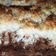 El cooksnap de Marcela Rodríguez Kern cuando hizo Torta brownie de chocolate y coco.