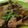 Cooksnap dari Novi Phiew untuk resep Pepes Tahu Kemangi