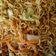 Cooksnap dari Nia_b untuk resep Mie Goreng