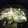 El cooksnap de Lolinymluisin cuando hizo Patorra de pavo al limón.