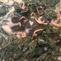 Cooksnap dari Mayang Ratulangie untuk resep Gulai Daun Singkong dan Teri (Daun Pucuk Ubi)