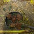 Cooksnap dari Devi Relian untuk resep Rawon khas jatim