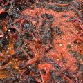 Cooksnap dari Yenni Gunawan untuk resep Tumis labu Jepang bayam merah Vegan