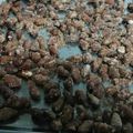 El cooksnap de Isabel Marcos Martin cuando hizo Almendras garrapiñadas.
