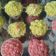 Cooksnap dari naura atika untuk resep Cup Cake Pandan
