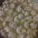 Cooksnap dari Rica Armon untuk resep Bakso Keto Kenyal Alami