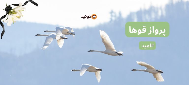  پرواز قوها🦢🦢