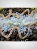 Arroz con legumbres { festiva }