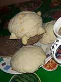 Conchas