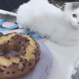 كيكة سهلة وسريعة وهشة