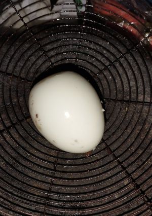 Foto resep Telur Rebus 😁