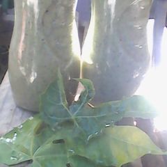 A picture of Chaya and Maracuya/Passionfruit smoothie.