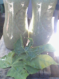 A picture of Chaya and Maracuya/Passionfruit smoothie.