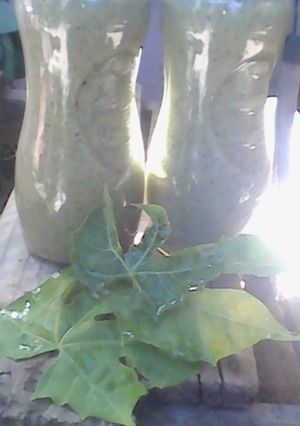 A picture of Chaya and Maracuya/Passionfruit smoothie.