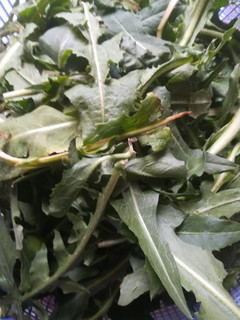 عکسی از دستور دمنوش کاسنی و شاتره