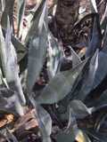 California Farm Fresh Agave Nectar