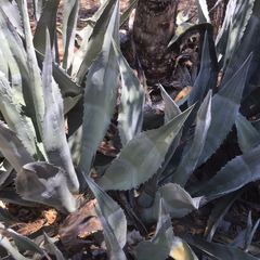 A picture of California Farm Fresh Agave Nectar.