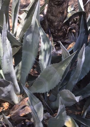 A picture of California Farm Fresh Agave Nectar.