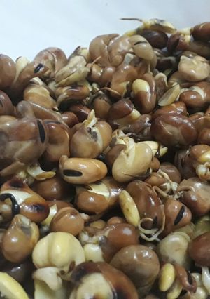 صورة لوصفة فول نابت تسالي