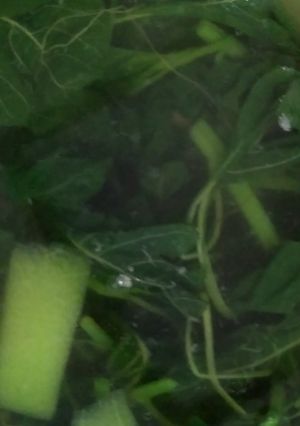 Foto resep Sayur bening bayam