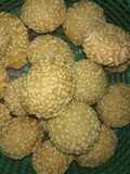 Onde onde ceplis