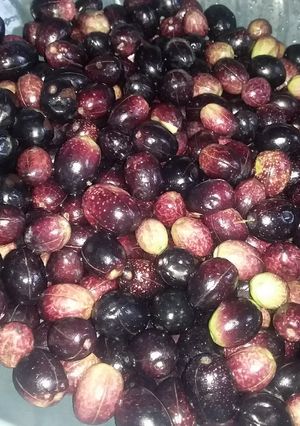 صورة لوصفة ترقيد الزيتون البنفسجي