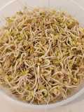 Germinado de frijoles