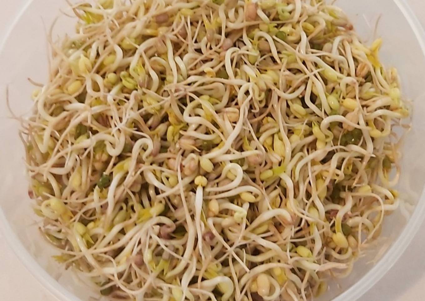 Germinado de frijoles