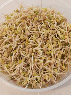 Una foto de Germinado de frijoles
