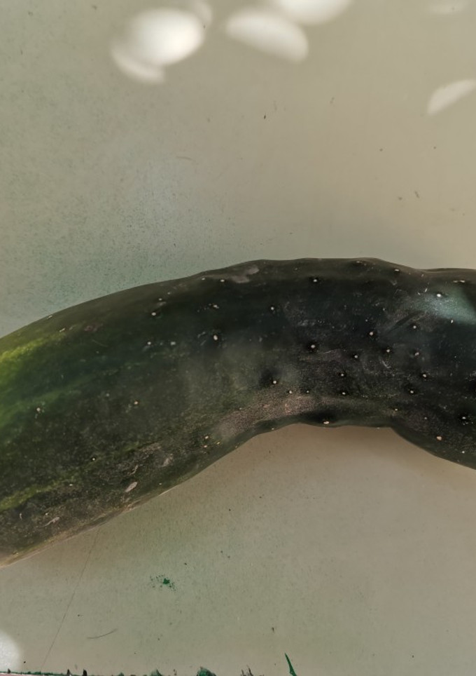 Una foto de Sopa fría de pepino con yogur griego 🥒🥒🥒