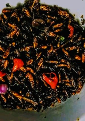 A picture of Fried termite.