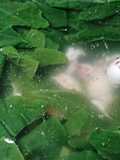 Canh mồng tơi nấu mực