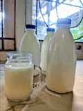 237. Susu Kefir Homemade (Fermentasi 48-72 jam)