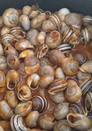 Foto di Lumache in umido