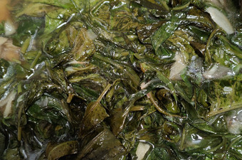 Resep Tumis Kangkung Saus Tiram, Menggugah Selera