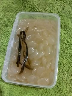 Foto resep Manisan kolang kaling Nutrisari