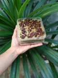 217. Matcha cookies chunk dessert box