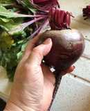 Cómo cocinar betarragas
