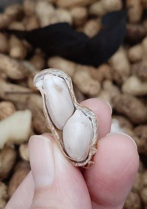 Foto resep Kacang Tanah Kukus Aromatik