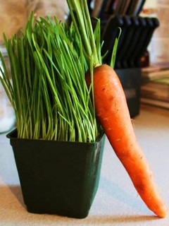 Una foto de Jugo de pasto de trigo y zanahoria