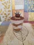 Chestnut Tiramisu