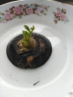 عکسی از دستور جوانه ترب