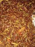 Belalang goreng tumis pedas manis